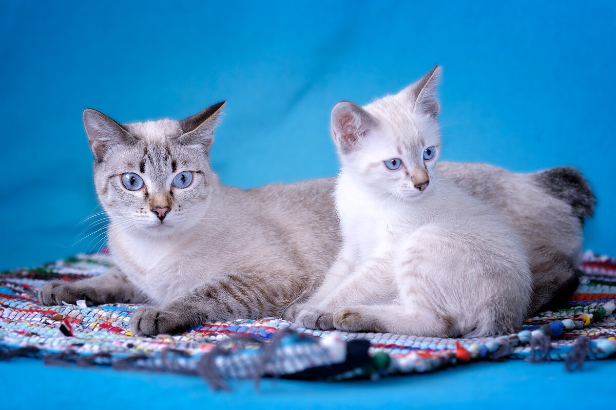 Mekong Bobtails de cor rara.