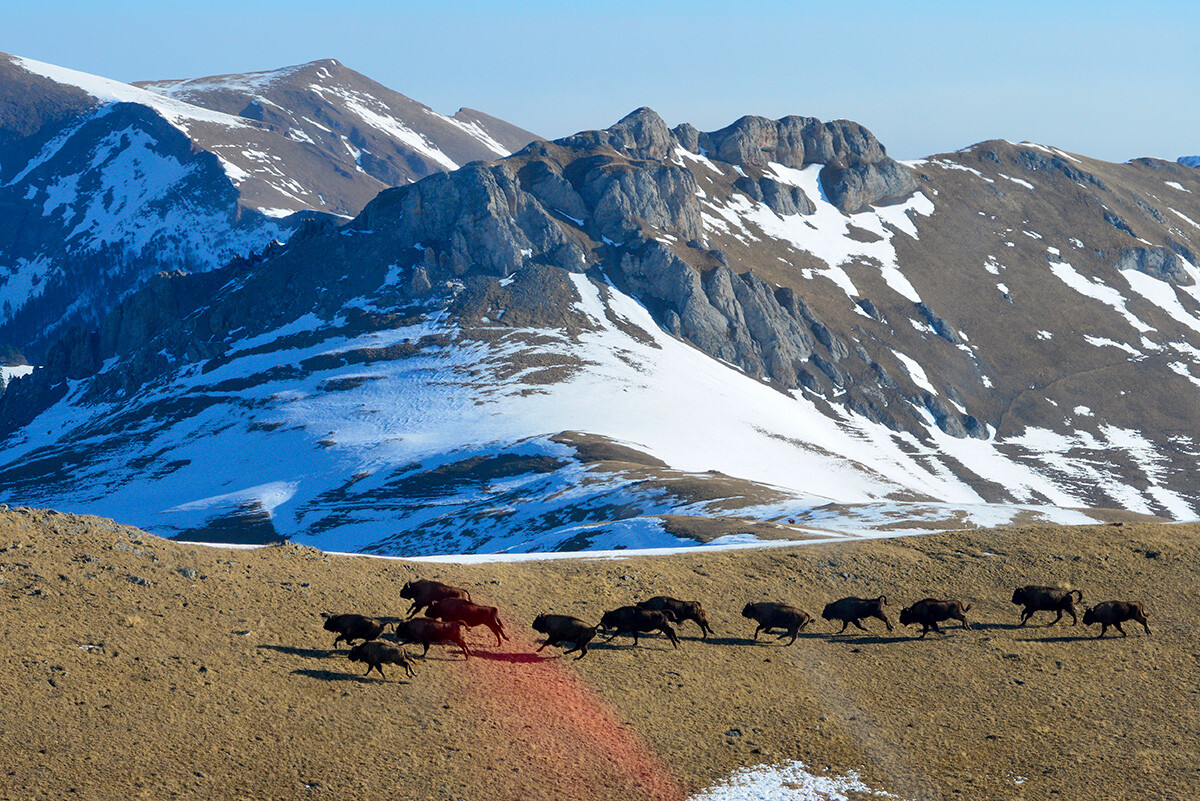 Bisonte caucásico (de montaña) en el territorio de la Reserva Estatal de la Biosfera Natural del Cáucaso de Sháposhnikov.