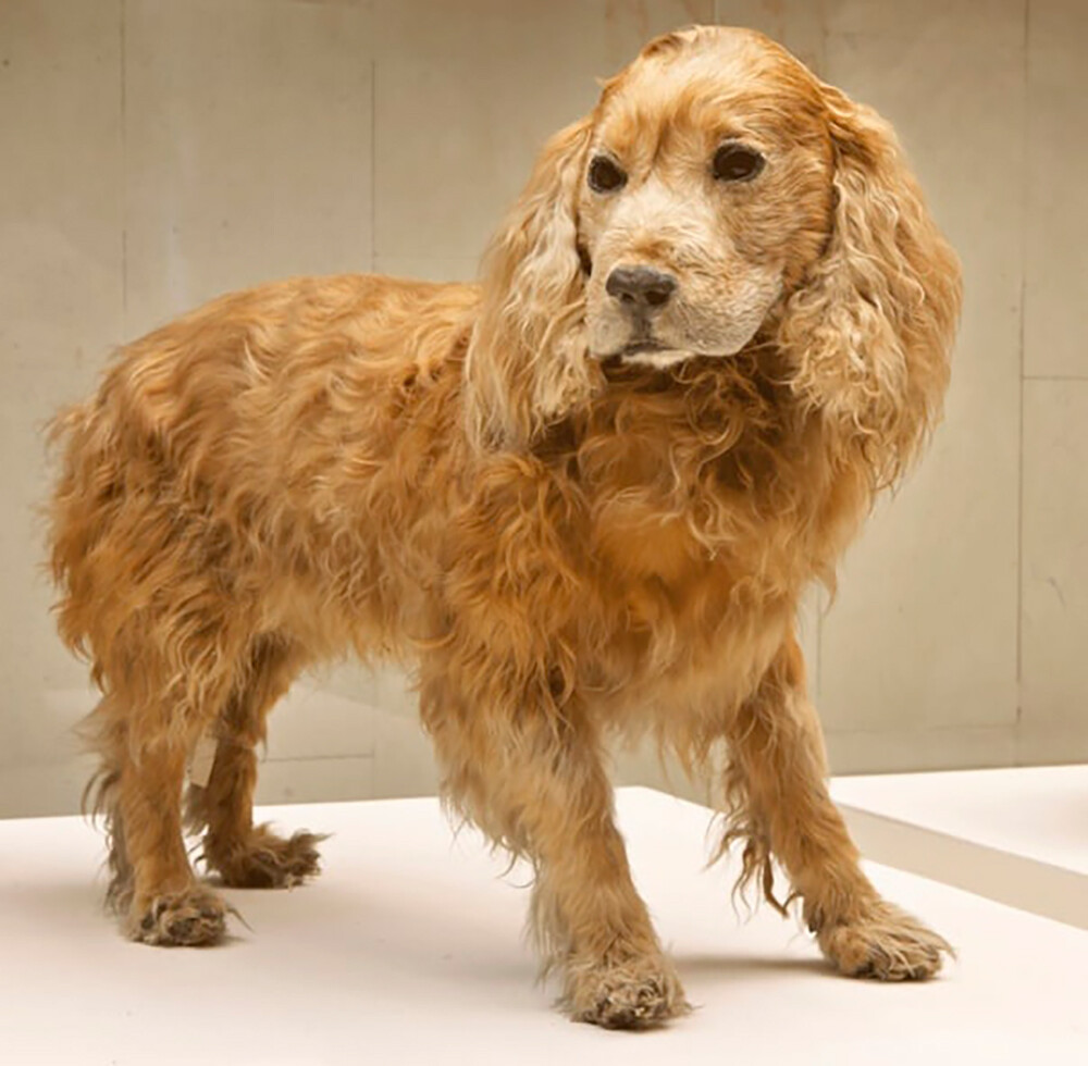 Il cocker spaniel di Stalin imbalsamato