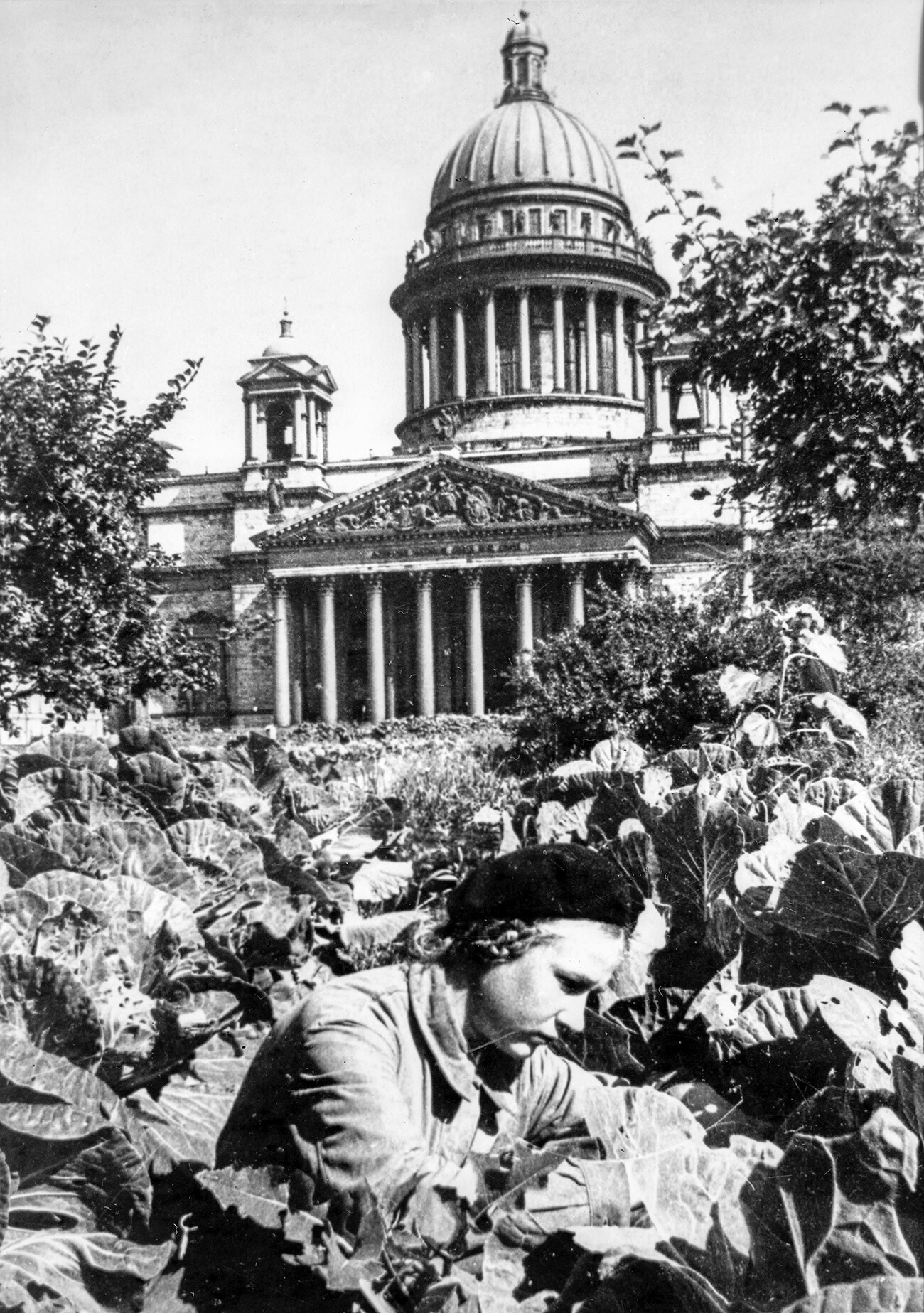 Исакијевски трг. Берба купуса у јесен 1942. са баштенских леја.