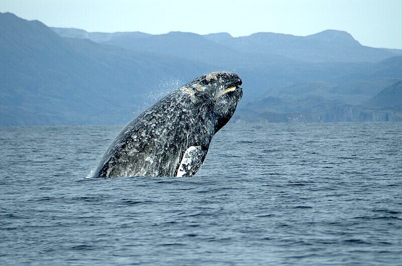 ¿Qué tipos de ballenas puedes encontrarte en las costas de Rusia? (Fotos)