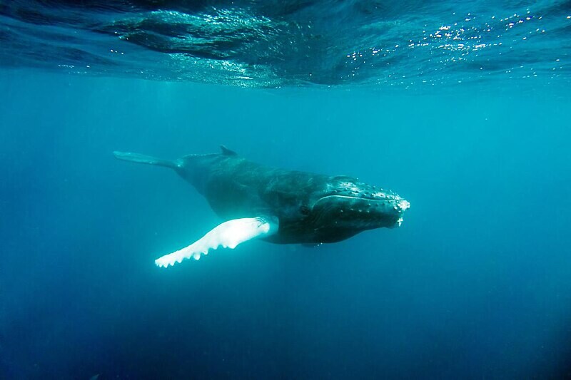 ¿Qué tipos de ballenas puedes encontrarte en las costas de Rusia? (Fotos)