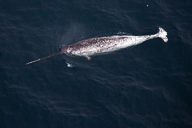 ¿Qué tipos de ballenas puedes encontrarte en las costas de Rusia? (Fotos)