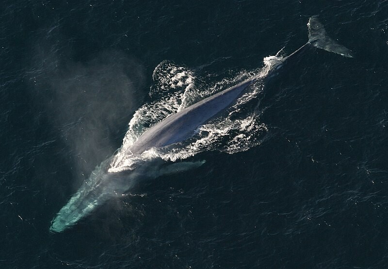 ¿Qué tipos de ballenas puedes encontrarte en las costas de Rusia? (Fotos)