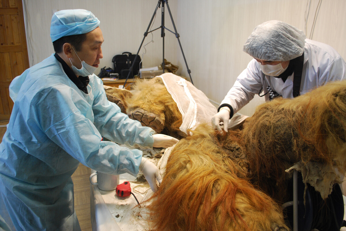Vodilni paleontologi iz raziskovalnih ustanov iz Rusije, Francije, Japonske, ZDA in Nizozemske na seminarju Akademije znanosti Jakutije v Jakutsku raziskujejo truplo mamuta Juko, 2012 