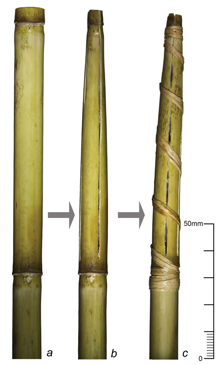 The chaîne opératoire of an experimental tip strainer made from common reed (Phragmites australis)