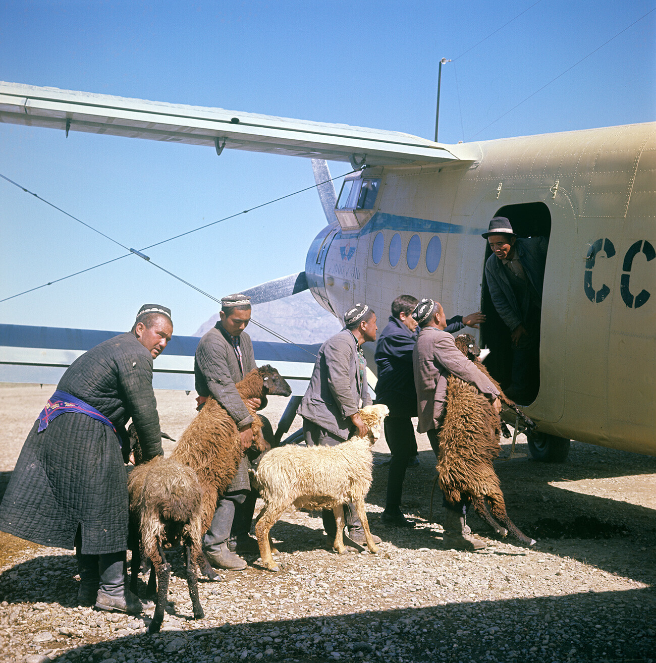 Товарење овци во авион. Андижанска област, Узбечка ССР.

