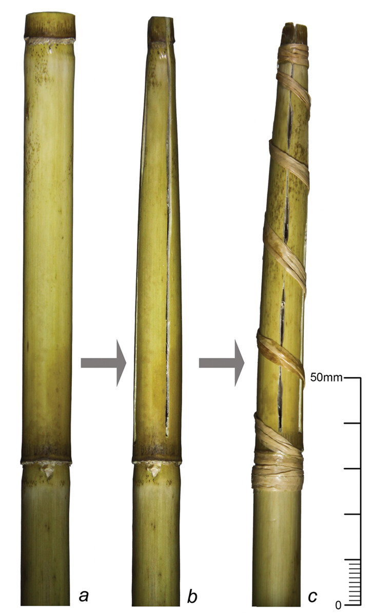 La cadena operativa de un colador de punta experimental hecho de caña común (Phragmites australis)