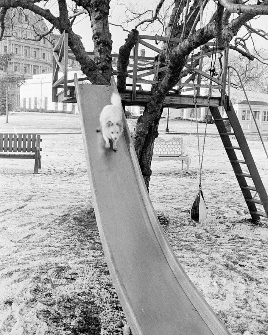 Der Hund der Familie Kennedy, Puschinka, rutscht die Baumhausrutsche auf dem Südrasen des Weißen Hauses, Washington, D.C., hinunter.