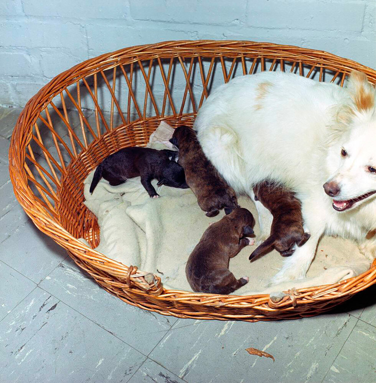 Puschinka (Hund des Weißen Hauses) und ihre vier neugeborene Welpen: Streaker, Butterfly, White Tips und Blackie.