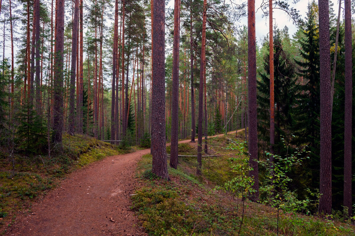 Greben Värämyamänselkä, Petäjärvi