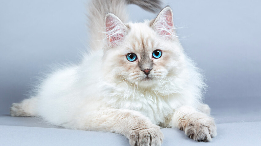 Why is this cat named after the Neva River? - Vimarsana News