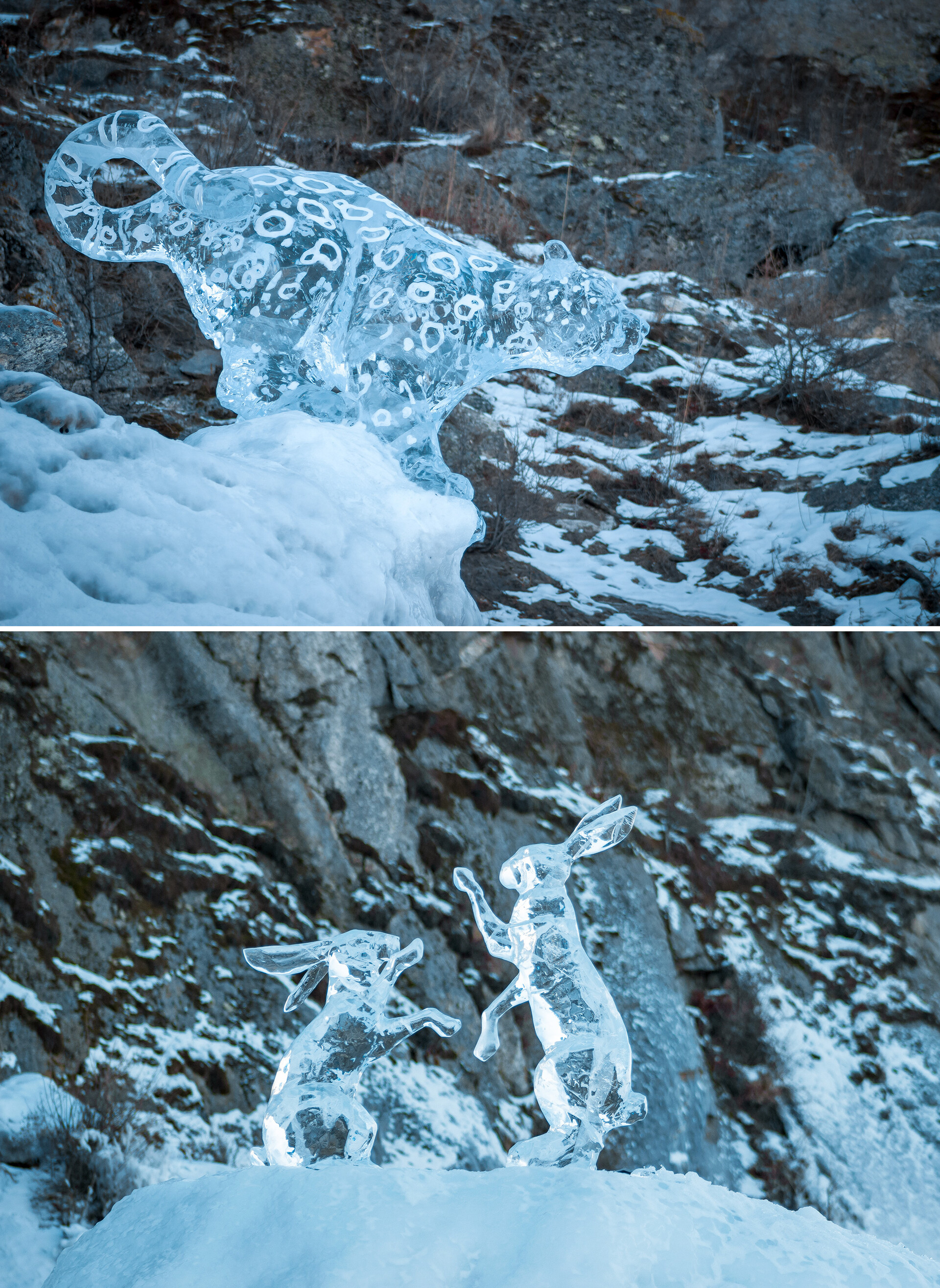 Snow leopard and unsuspecting hares.