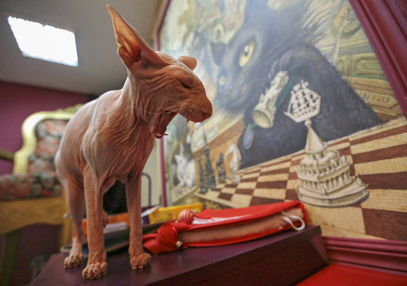 Sphynx no espaço de exposição da Cat's Republic, que reúne um clube, um café de arte, uma biblioteca e um lar para gatos.