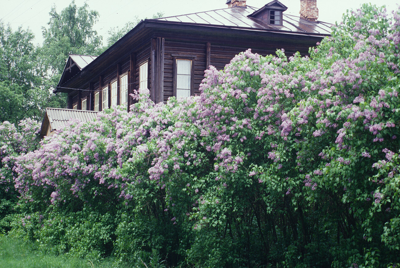École en bois derrière un buisson de lilas sur la rive gauche de la rivière Mologa