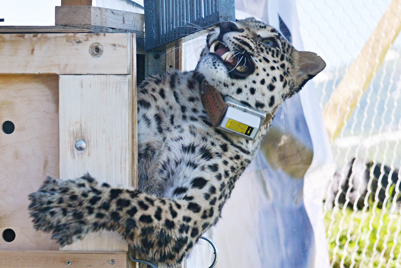 Fêmea de leopardo da Ásia Central chamada Achipse durante soltura na natureza no território da Reserva Natural do Cáucaso.