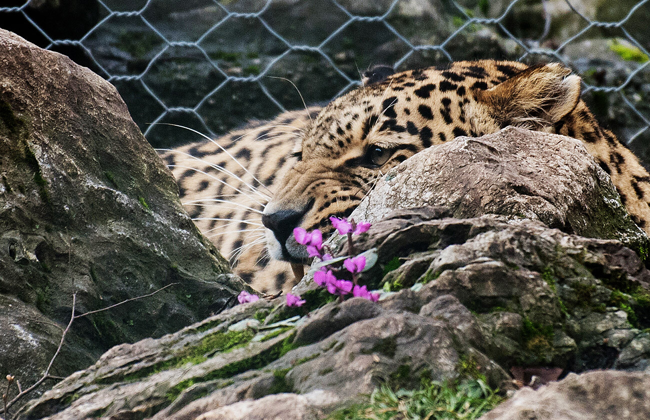 Leopardo no Parque Nacional de Sochi.