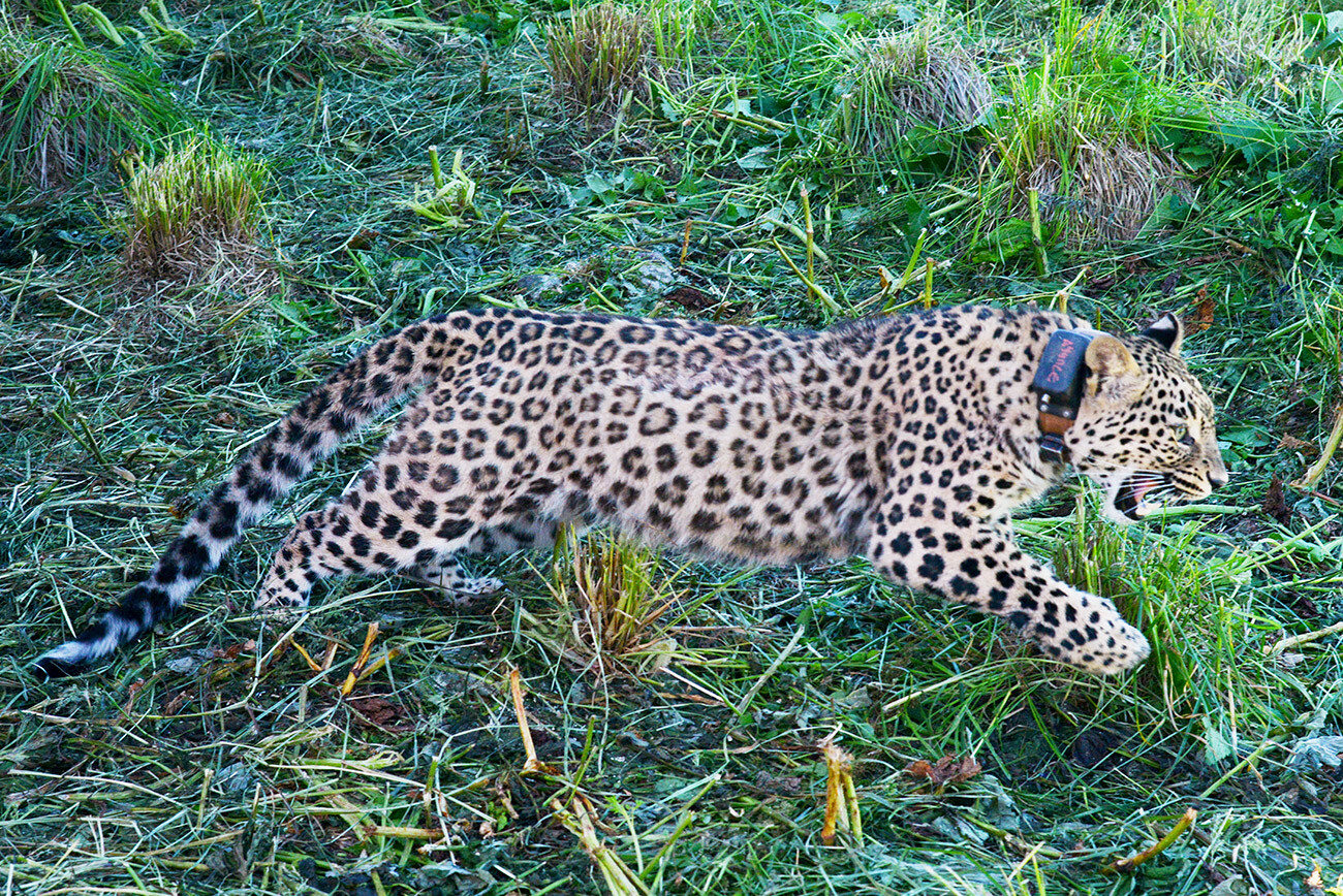 Fêmea de leopardo da Ásia Central chamada Achipse durante soltura na natureza no território da Reserva Natural do Cáucaso