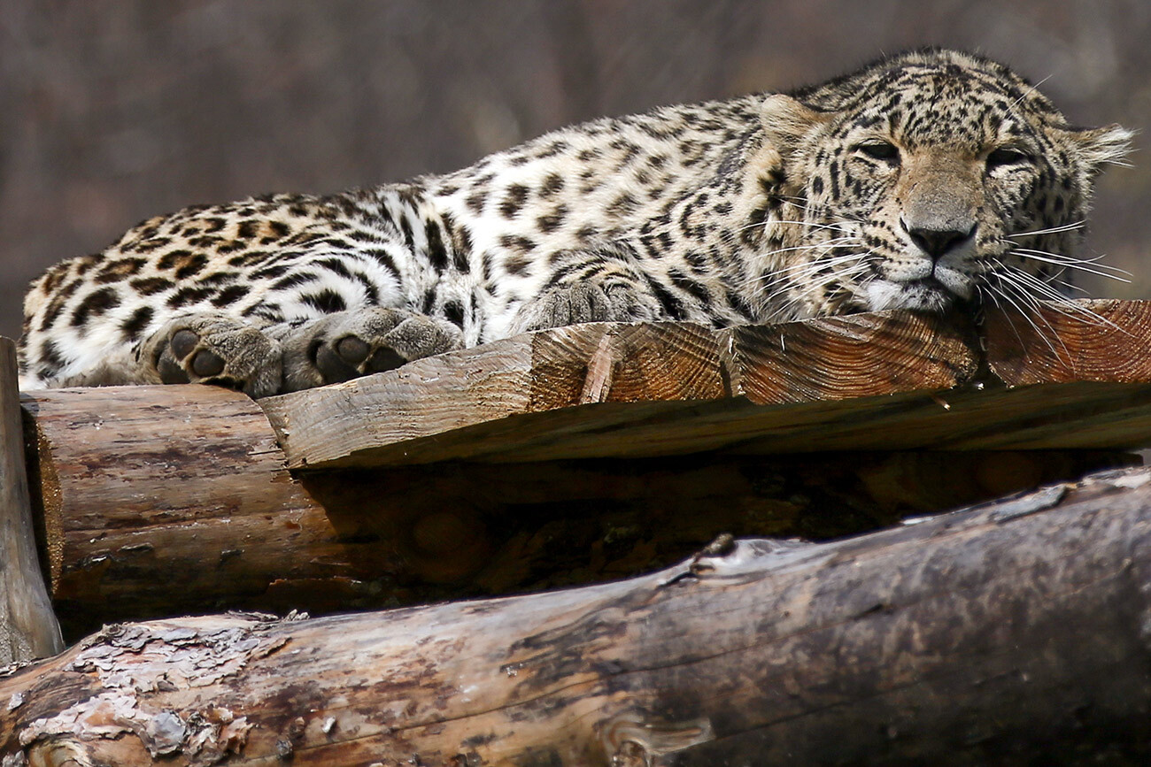 Leopardo da Ásia Central no recinto do Centro de Recuperação de Leopardos do Cáucaso, no Parque Nacional de Sochi