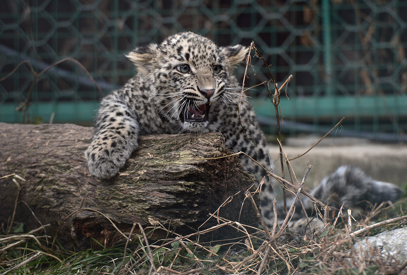 Filhote de leopardo chamado Grom no recinto do  Centro de Recuperação de Leopardos do Cáucaso, no Parque Nacional de Sochi