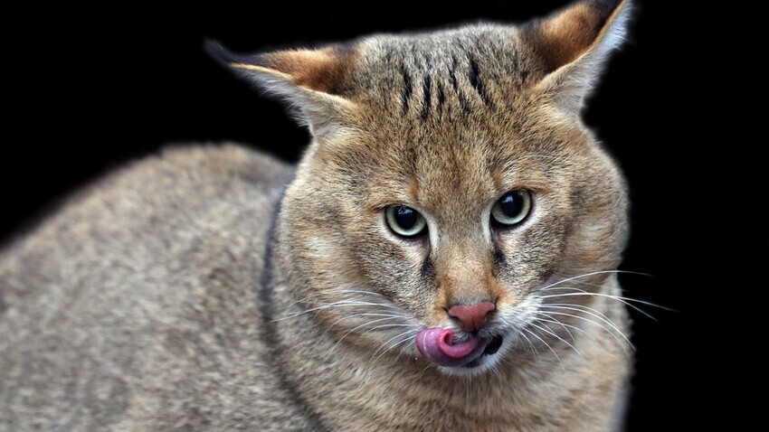 Zauri, gato-da-selva do Zoológico de Moscou.