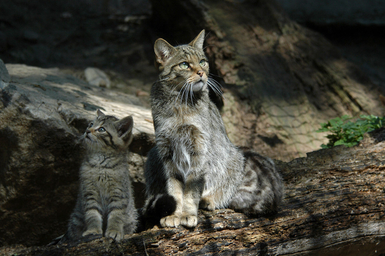 The Caucasian wildcat is a relative of the European forest cat.