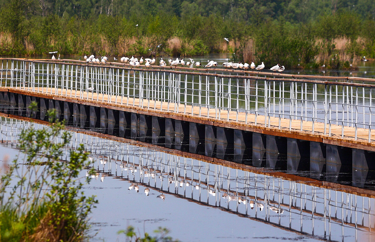 Le premier sentier ornithologique sur pontons de Russie a été inauguré à Moscou