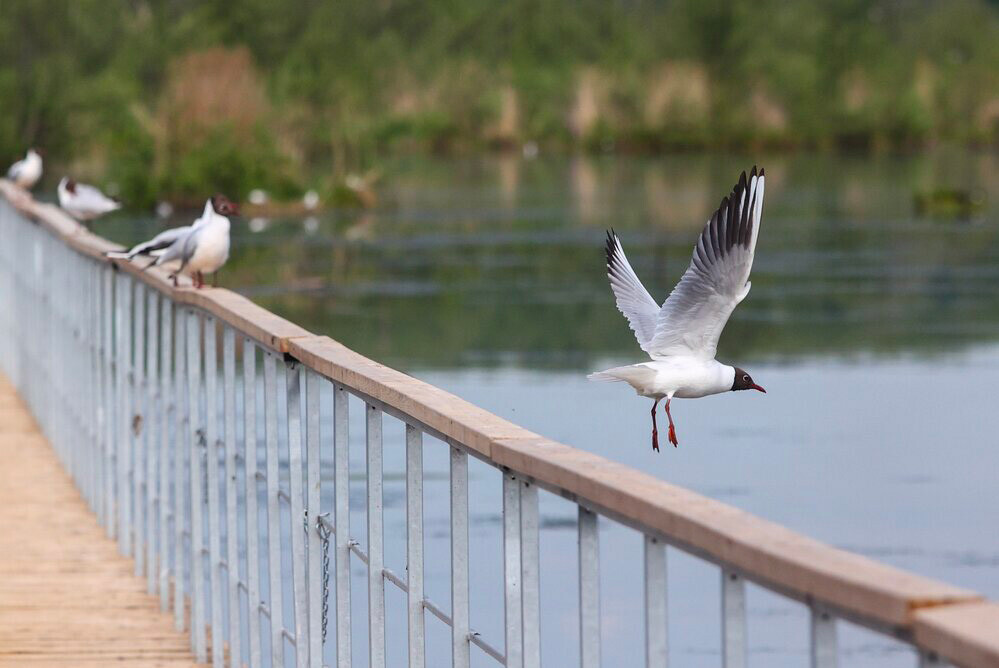 Le premier sentier ornithologique sur pontons de Russie a été inauguré à Moscou