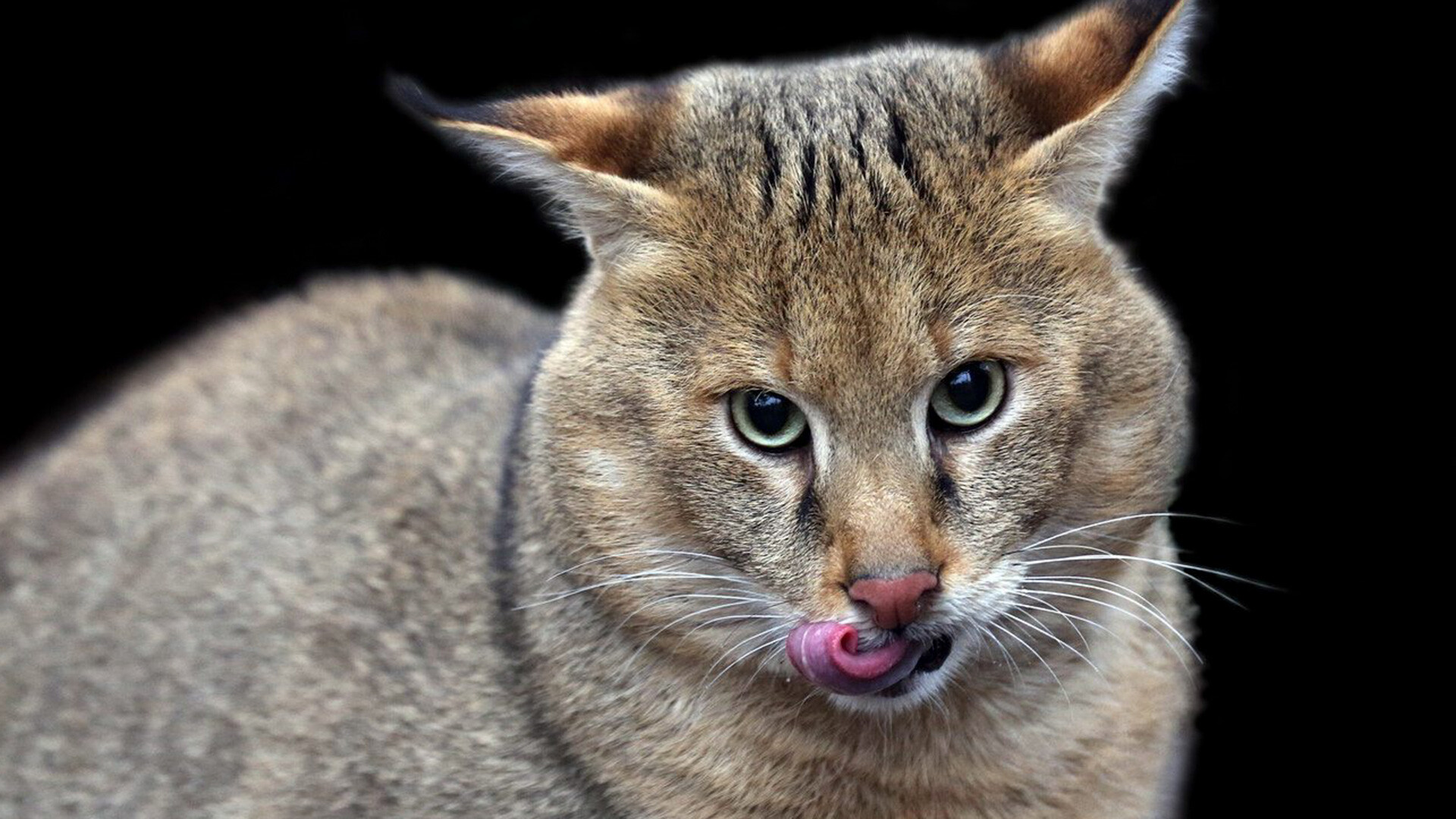 ザウリ、モスクワ動物園のジャングルキャット