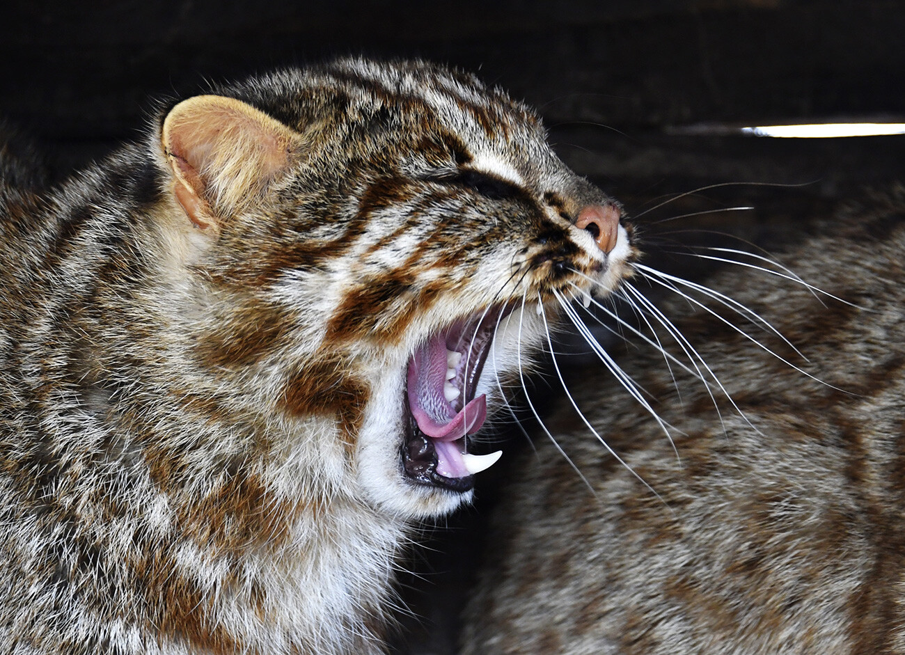 Un gato de Bengala en una jaula del Parque Safari de Primorie.