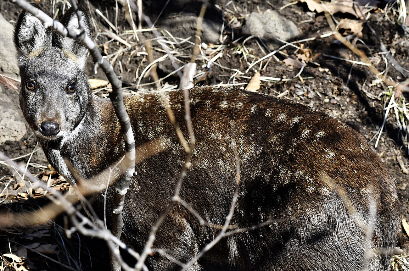 Un ciervo almizclero siberiano en un recinto abierto del Parque Safari de Primorie en el pueblo de Shkótovo. 