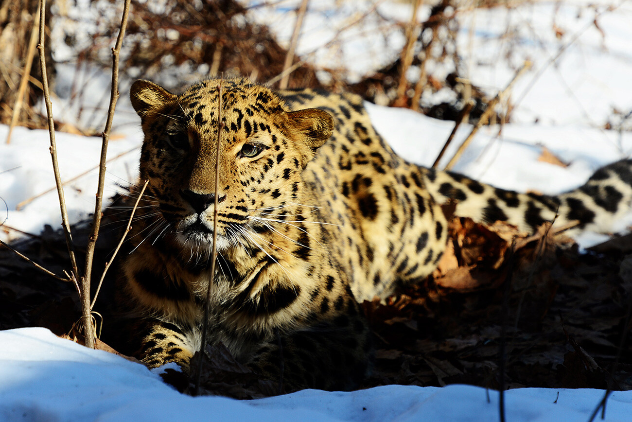 Solo, completamente solo. Un leopardo de Amur en una jaula del Parque Safari de Primorie, en la aldea Skótovo.