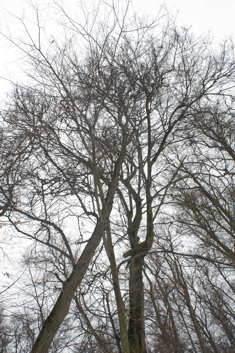 Darovoïé. Le bosquet de tilleuls en hiver. Photographie prise par William Brumfield le 3 janvier 2015.