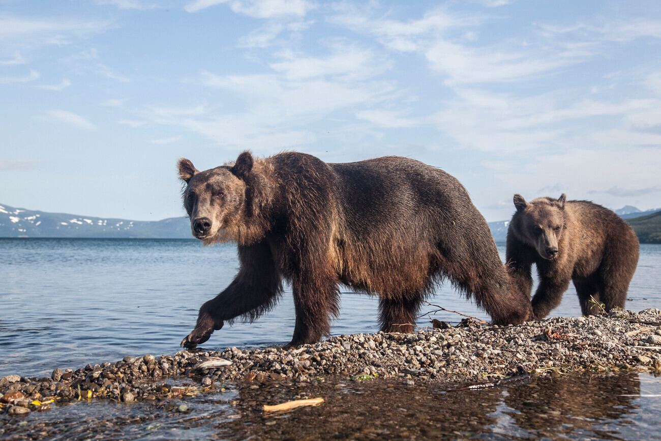 Urso-pardo