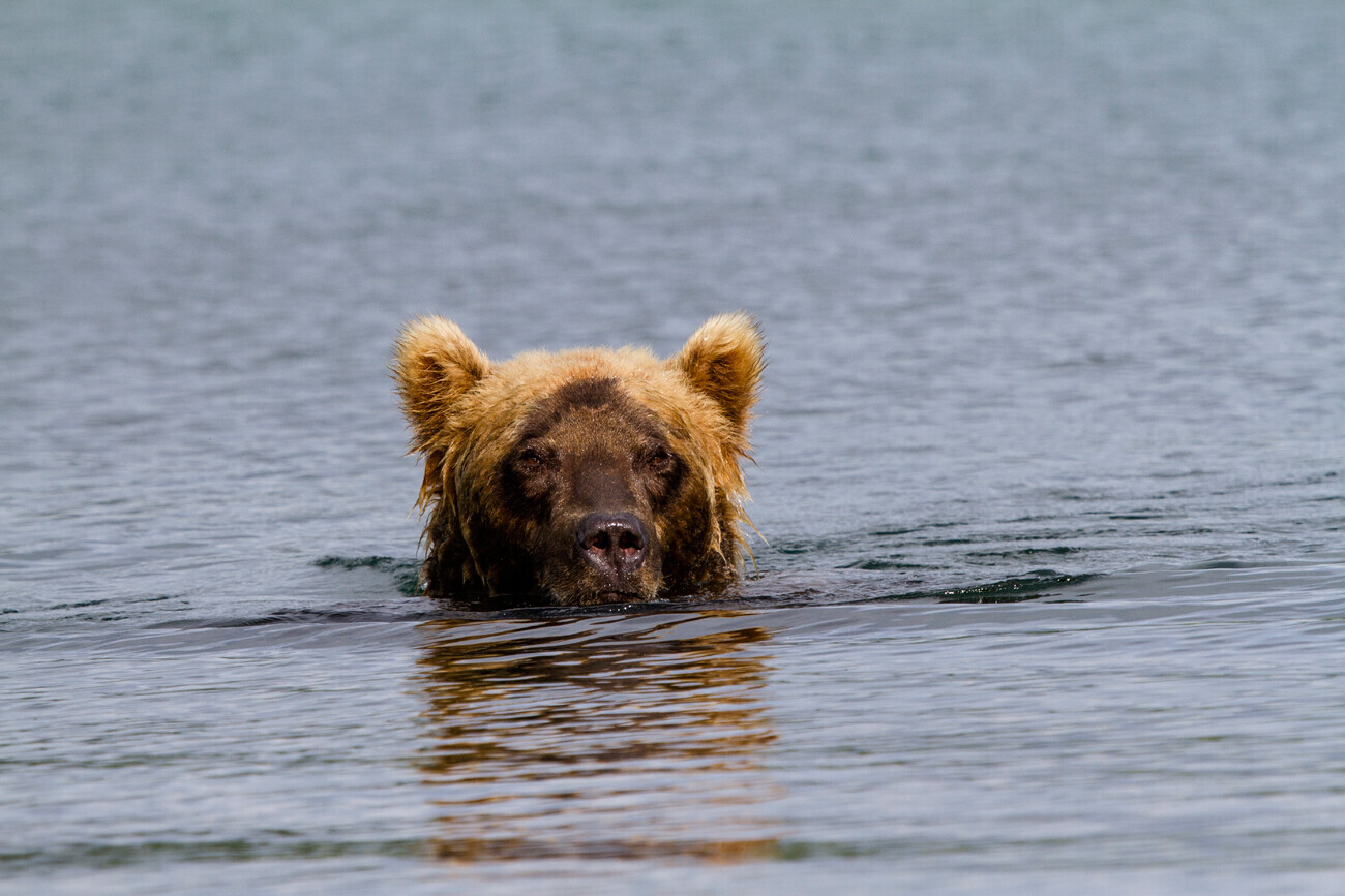 Urso-pardo