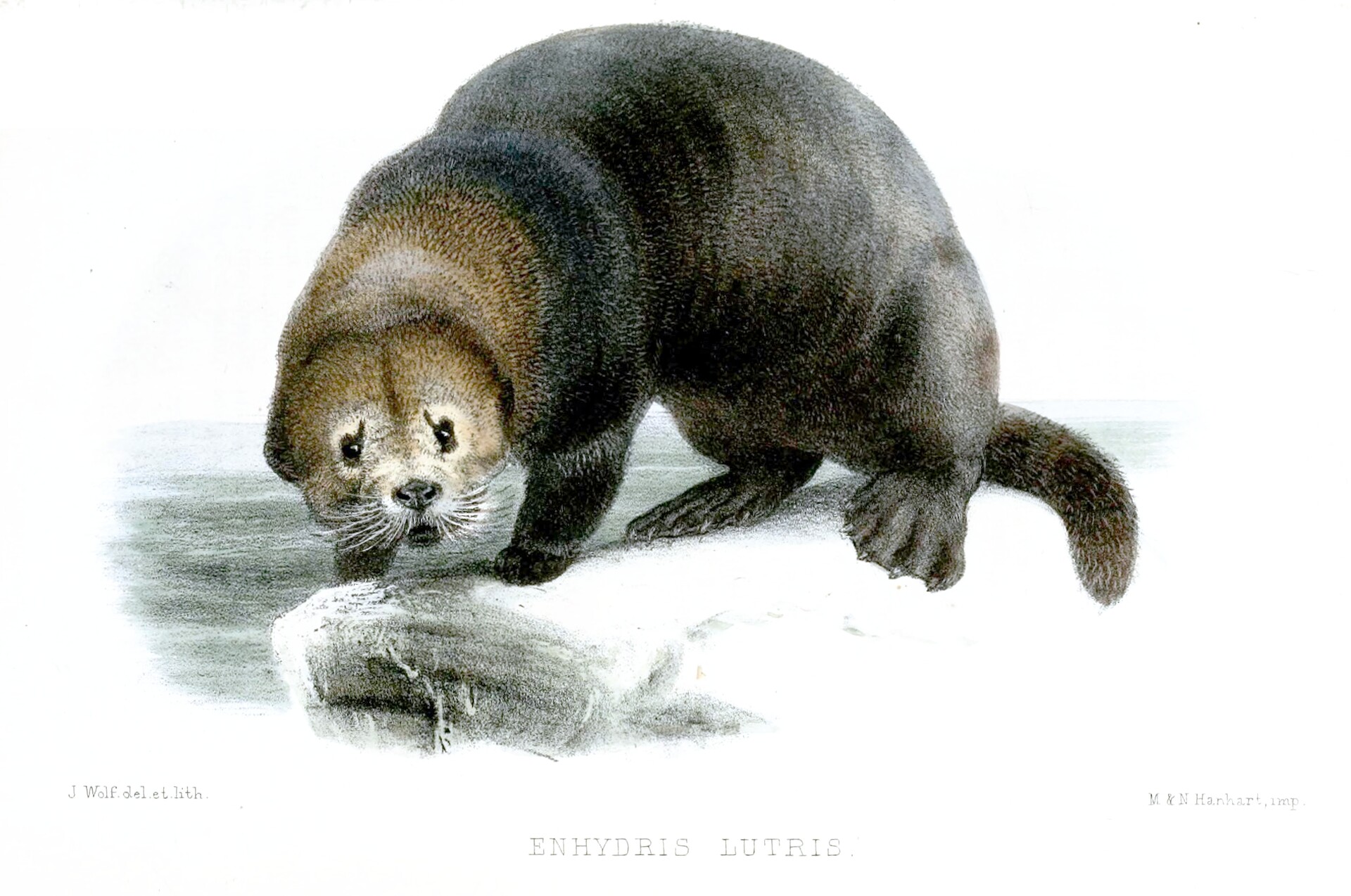 Une loutre de mer