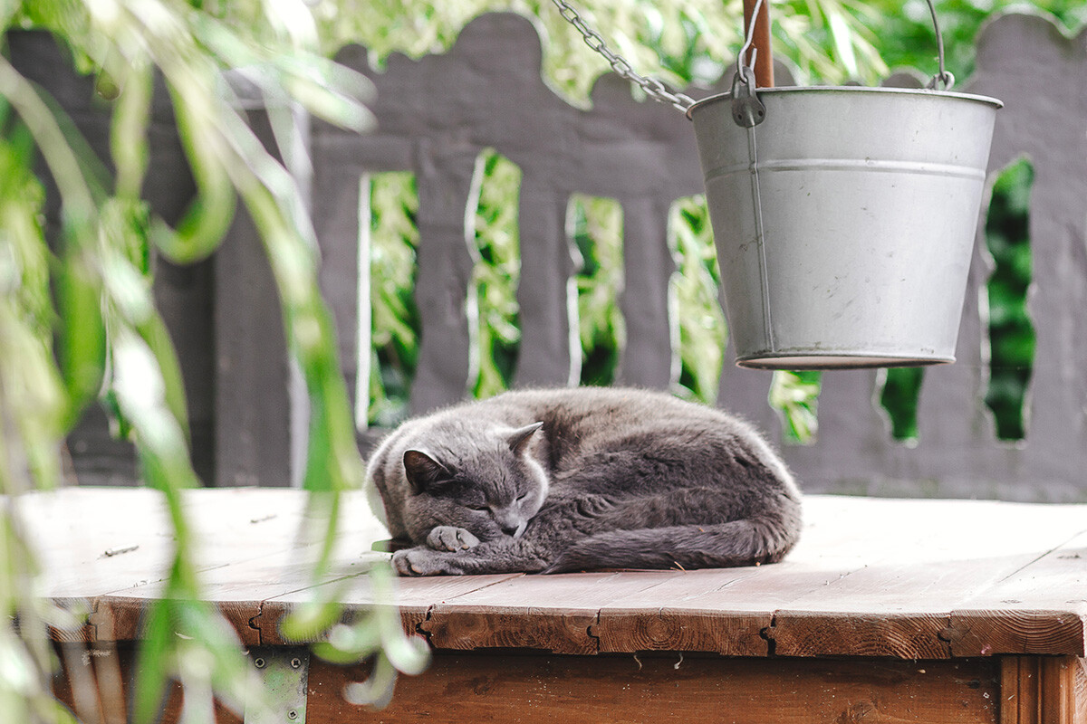 En images: aventures estivales de chats dans la campagne russe