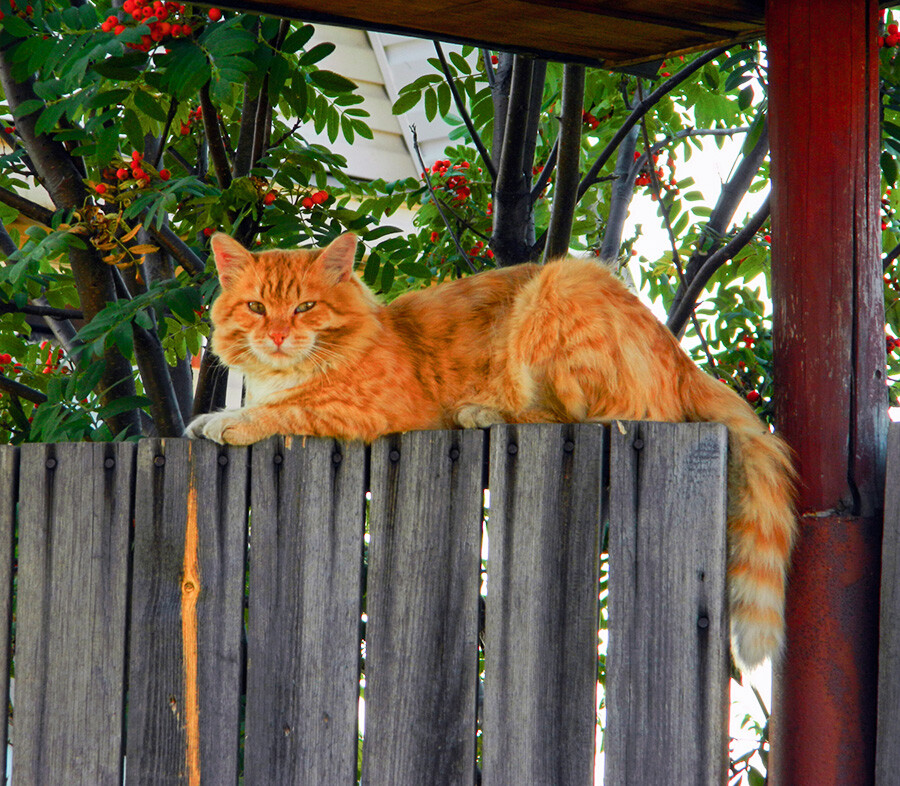 En images: aventures estivales de chats dans la campagne russe