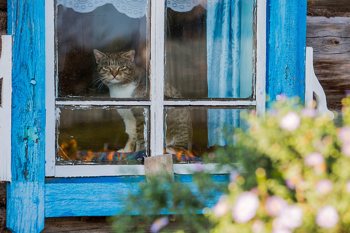 En images: aventures estivales de chats dans la campagne russe