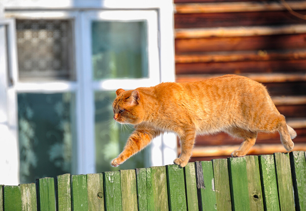 En images: aventures estivales de chats dans la campagne russe