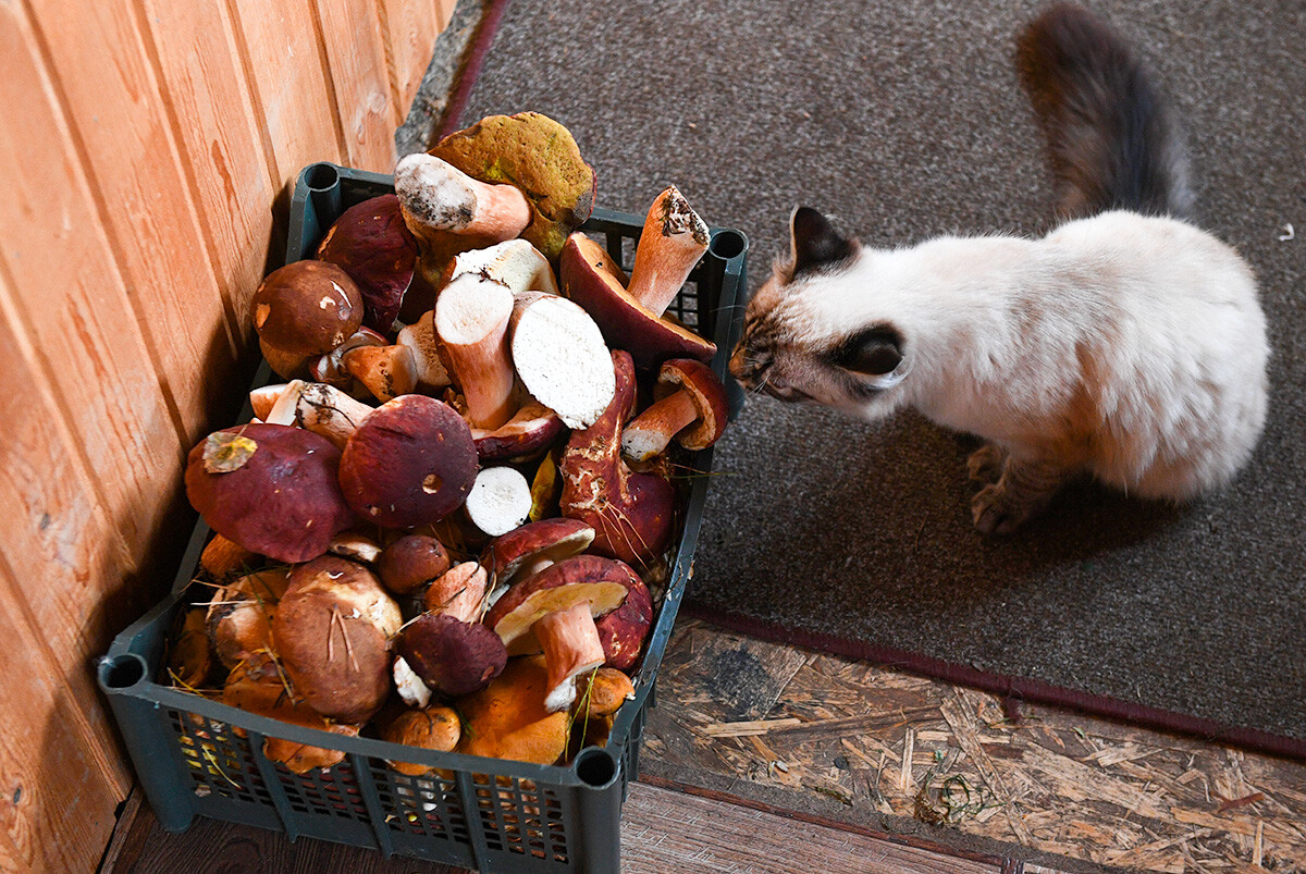 En images: aventures estivales de chats dans la campagne russe