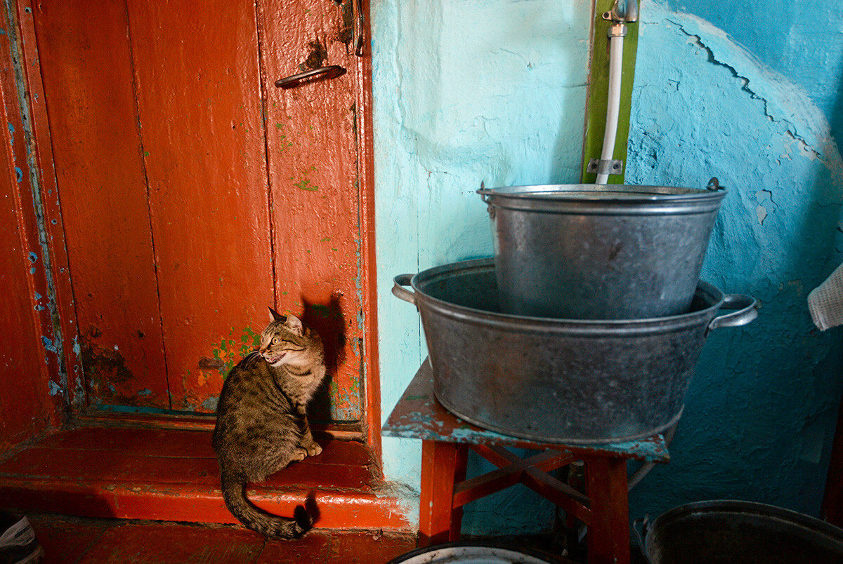 En images: aventures estivales de chats dans la campagne russe