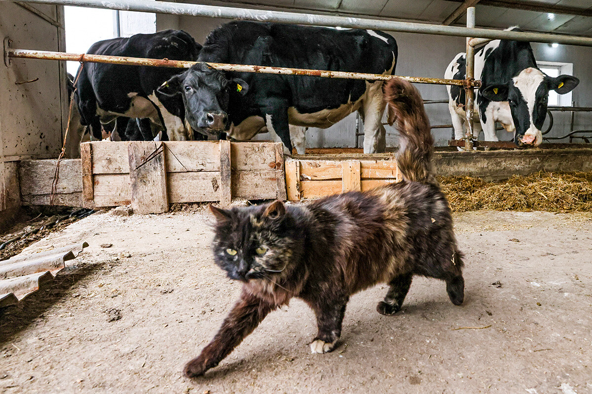 En images: aventures estivales de chats dans la campagne russe