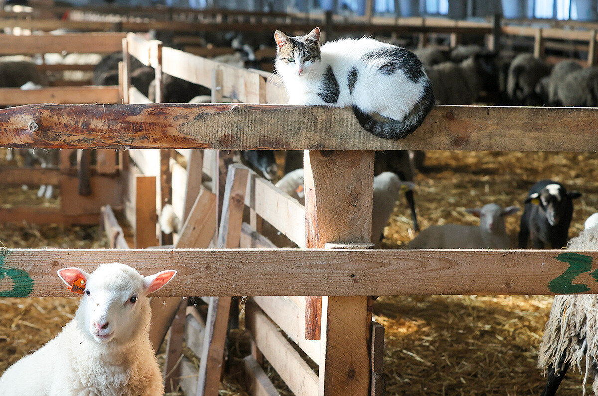 En images: aventures estivales de chats dans la campagne russe