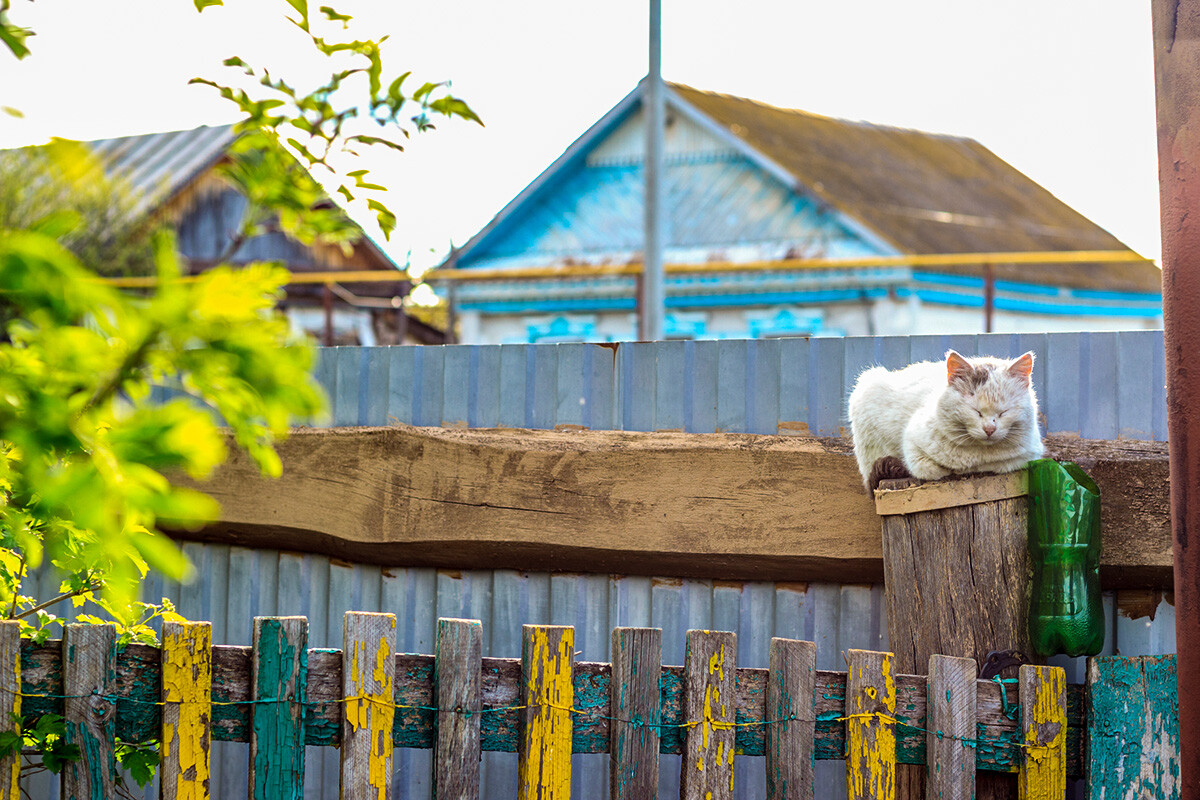 En images: aventures estivales de chats dans la campagne russe