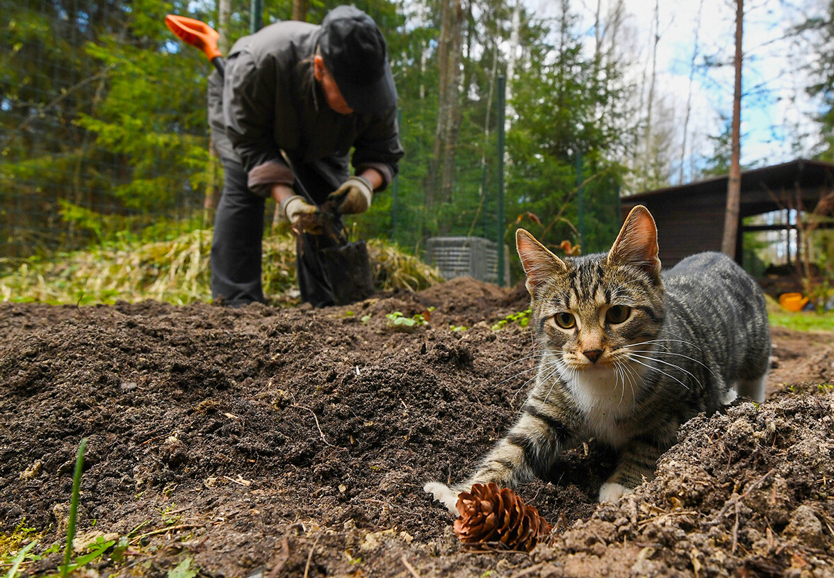 En images: aventures estivales de chats dans la campagne russe