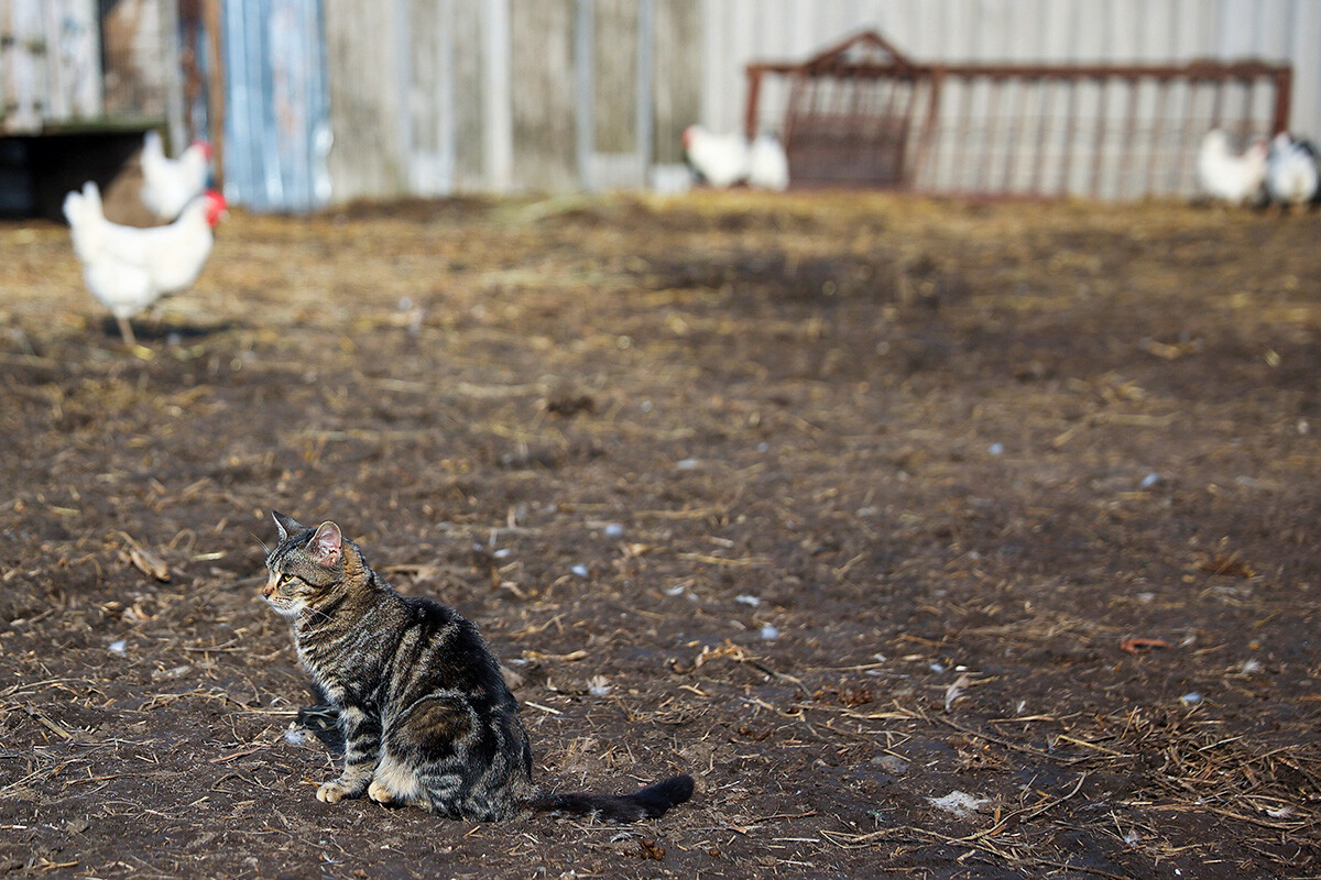 En images: aventures estivales de chats dans la campagne russe