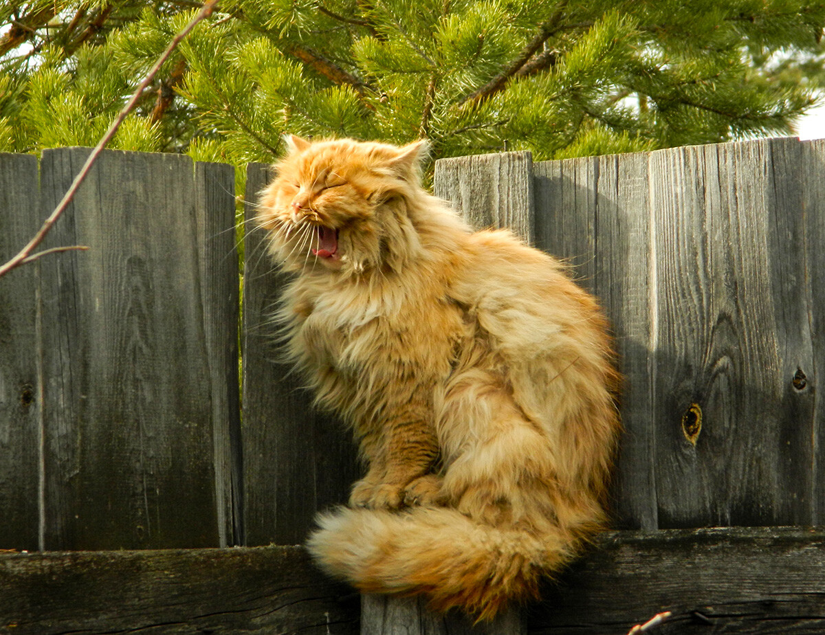 En images: aventures estivales de chats dans la campagne russe