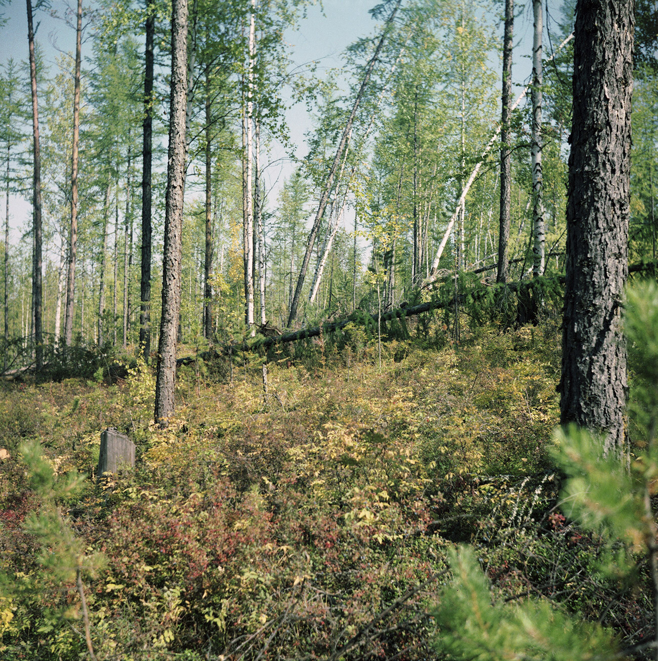 ¿Qué contaron los testigos oculares sobre el misterioso meteorito de Tunguska?