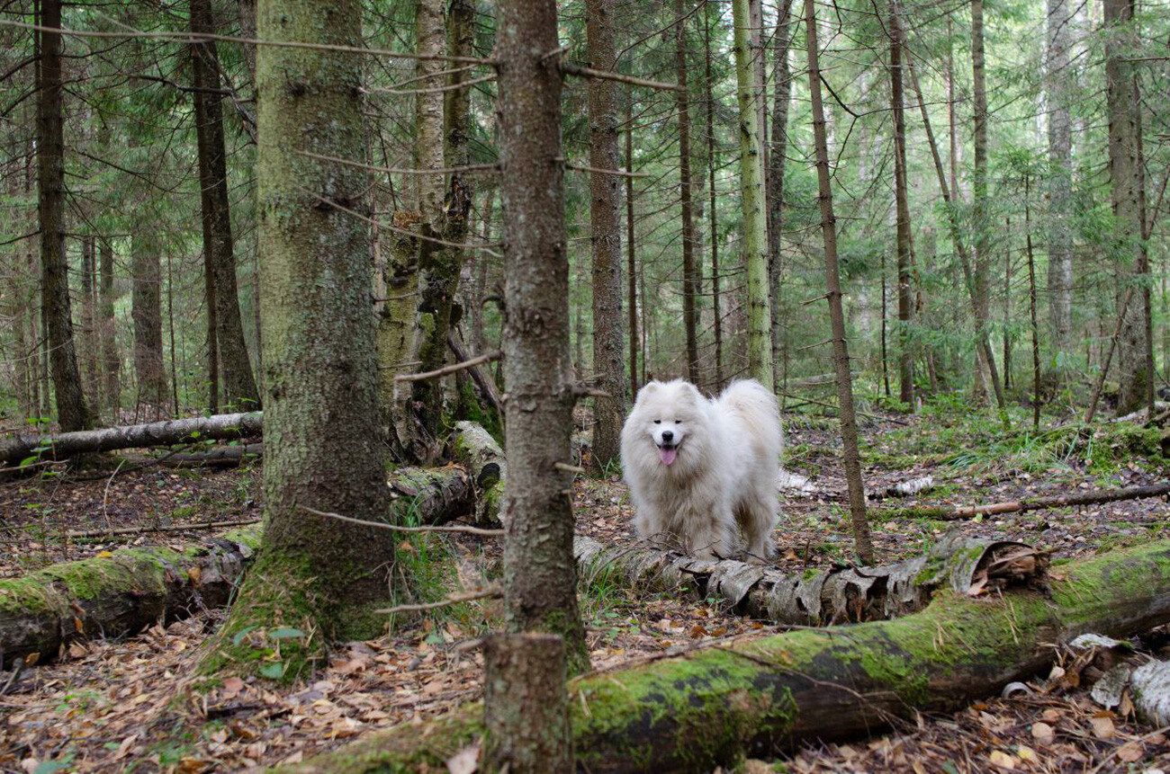 In Russia, Anja started walking in forest